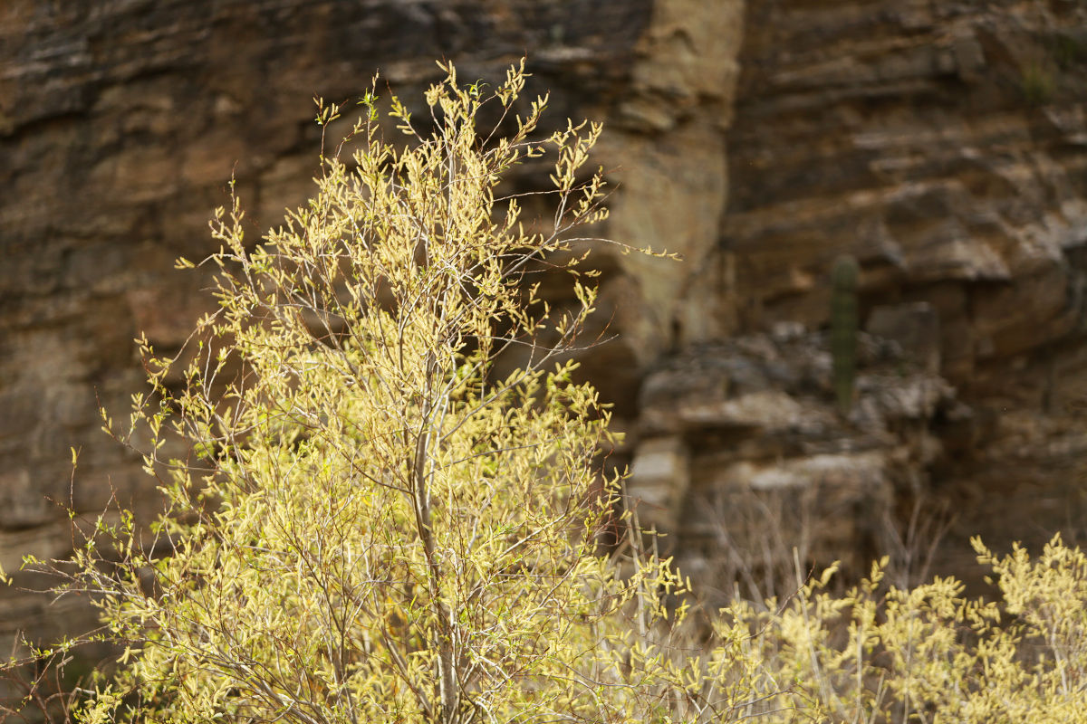 Sabino Canyon